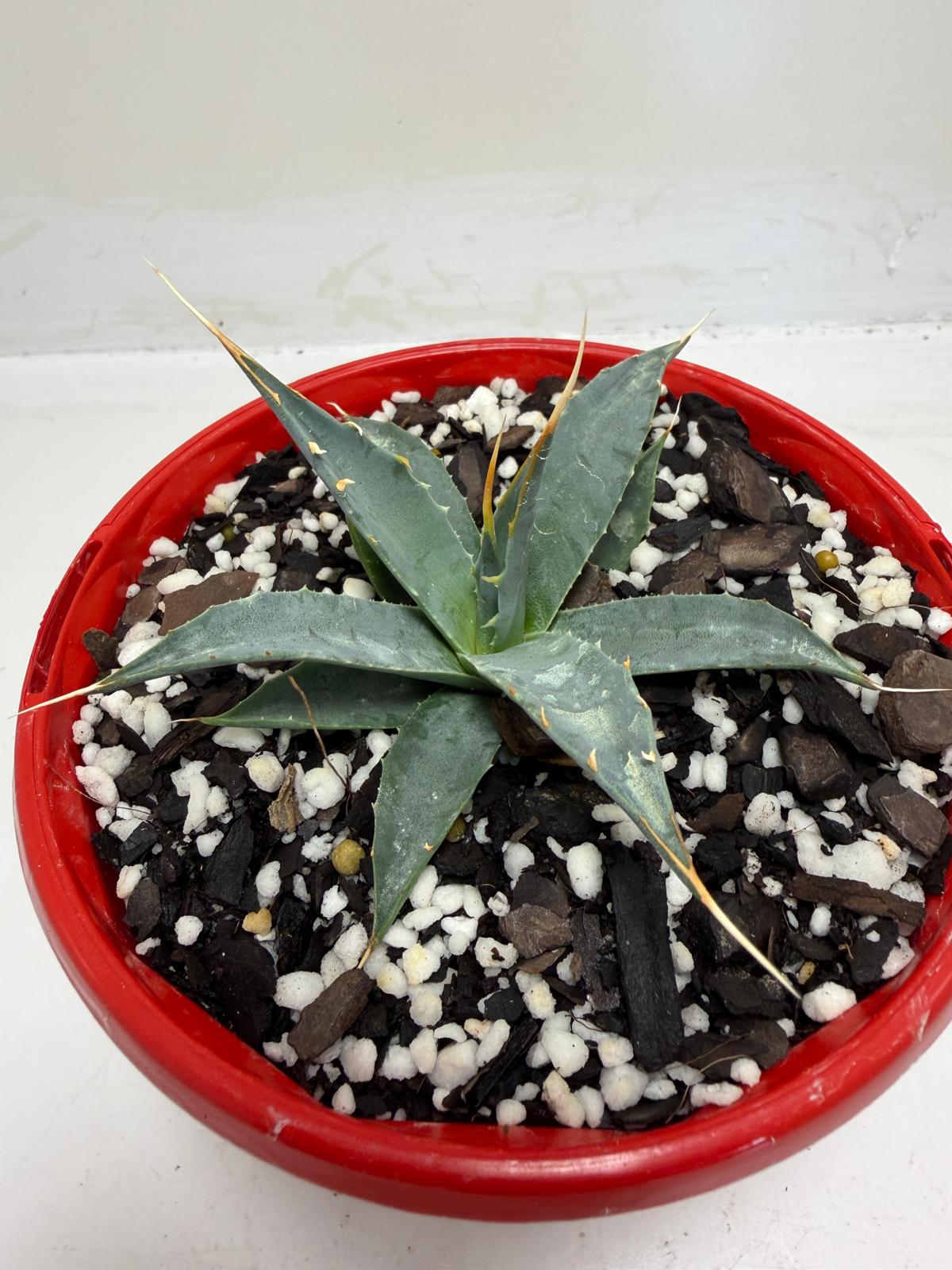 Agave utahensis var. eborispina Rare Collector Plant – Succulents