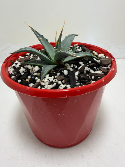Agave utahensis var. eborispina Rare Collector Plant
