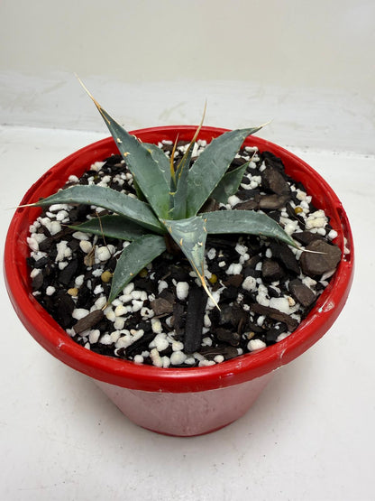 Agave utahensis var. eborispina Rare Collector Plant