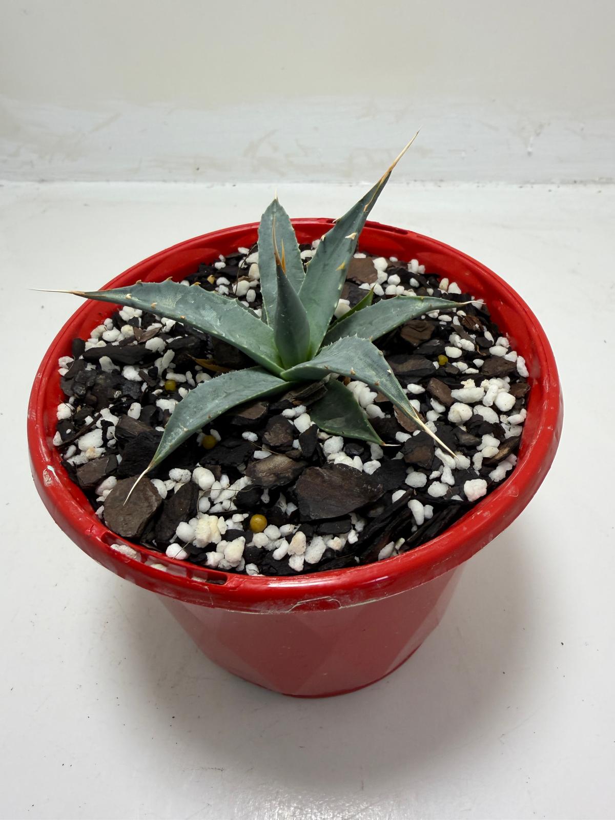 Agave utahensis var. eborispina Rare Collector Plant