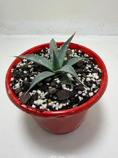 Agave utahensis var. eborispina Rare Collector Plant