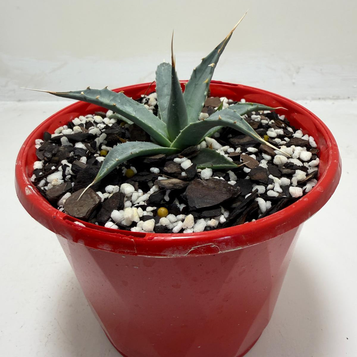 Agave utahensis var. eborispina Rare Collector Plant