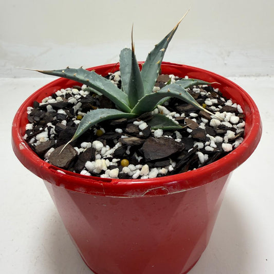 Agave utahensis var. eborispina Rare Collector Plant