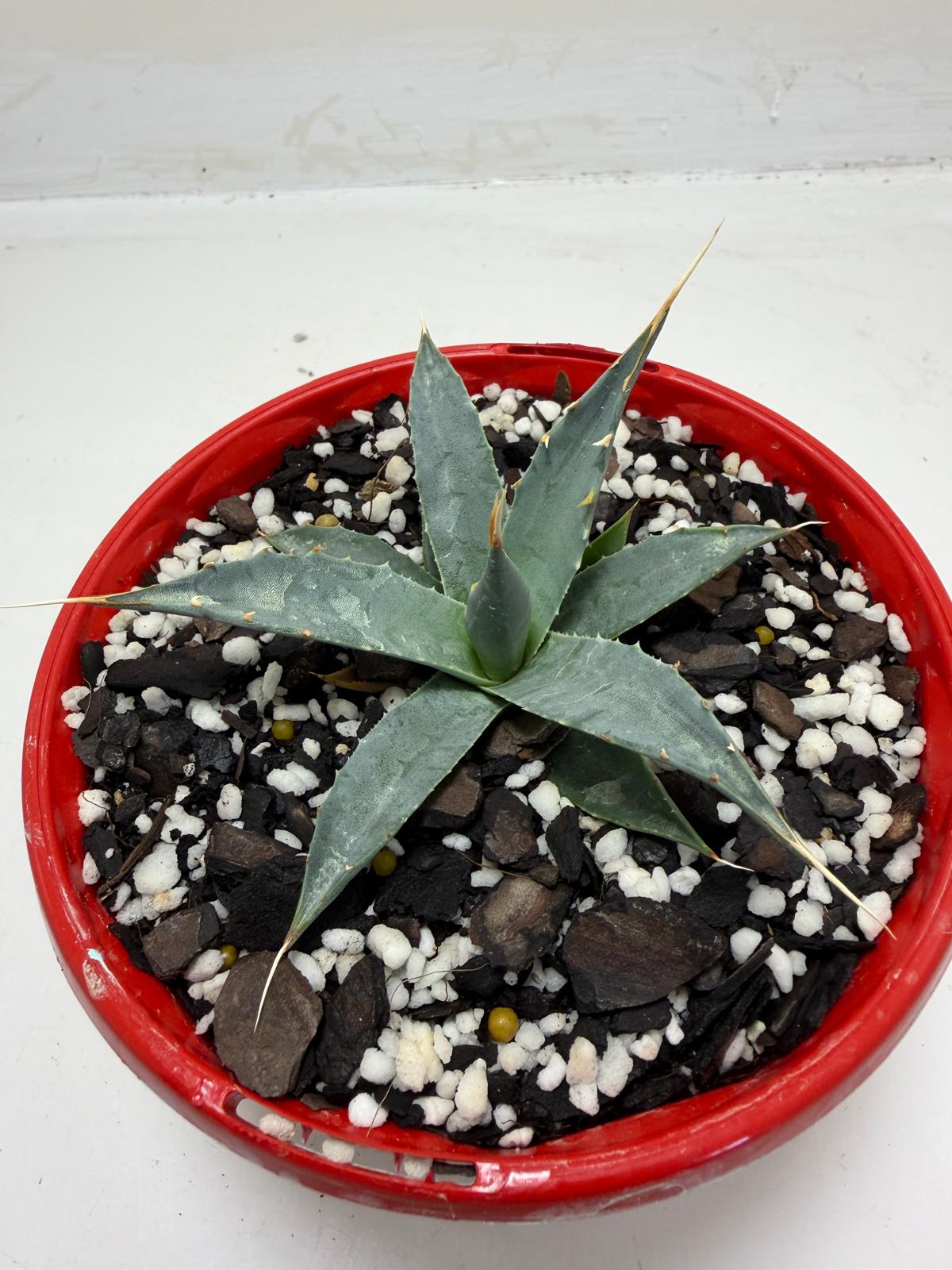 Agave utahensis var. eborispina Rare Collector Plant