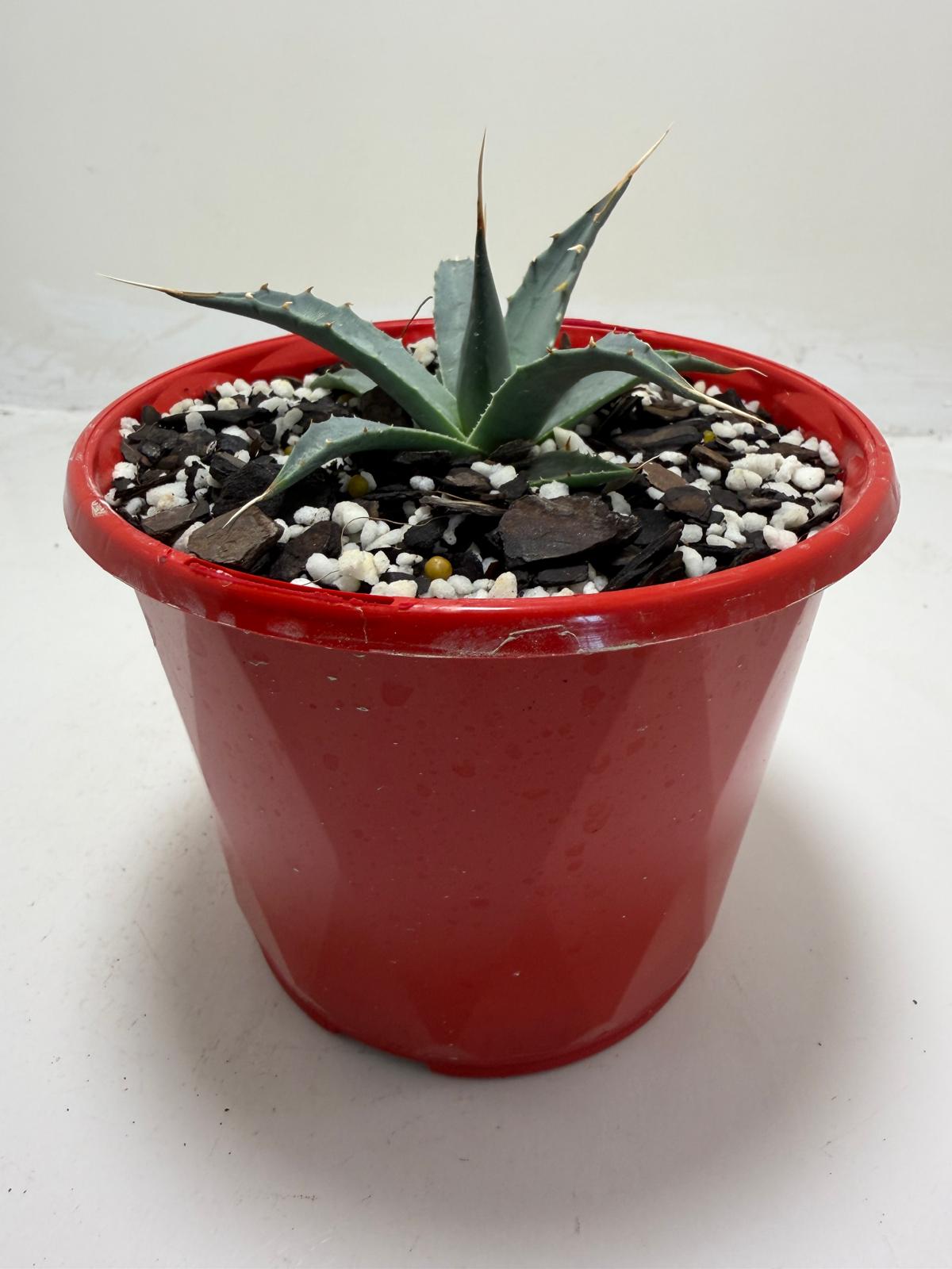 Agave utahensis var. eborispina Rare Collector Plant