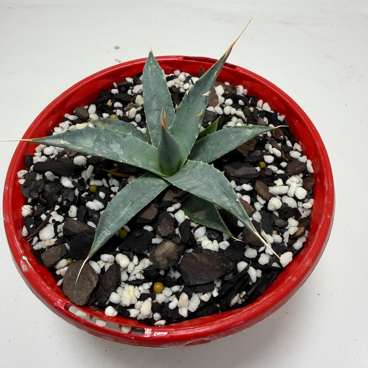 Agave utahensis var. eborispina Rare Collector Plant