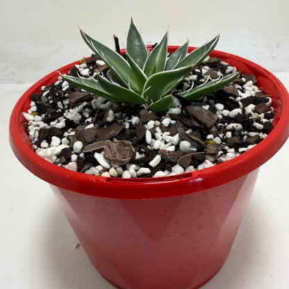 Agave schidigera White Stripe