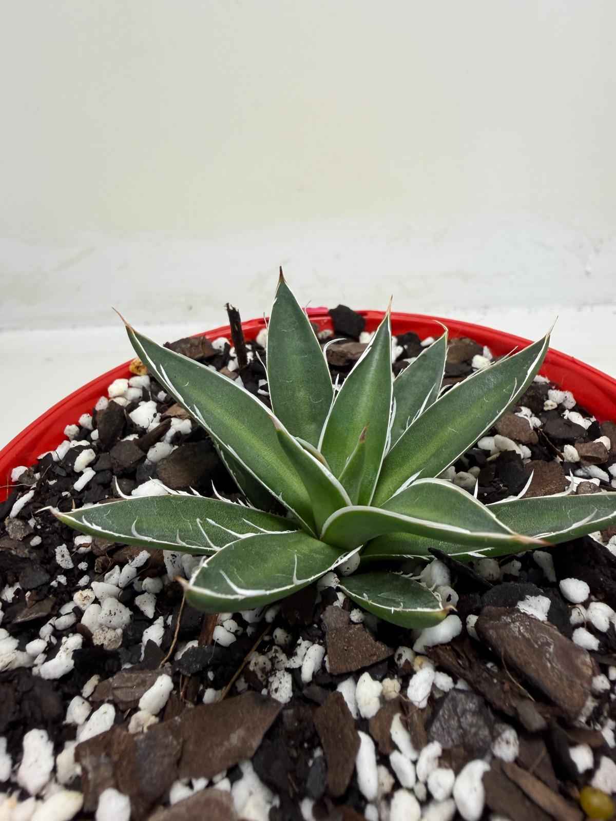 Agave schidigera White Stripe