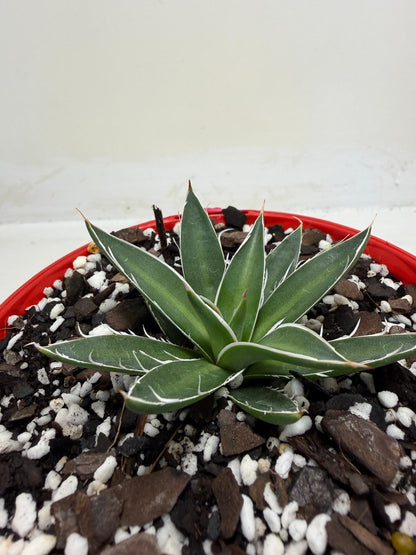 Agave schidigera White Stripe
