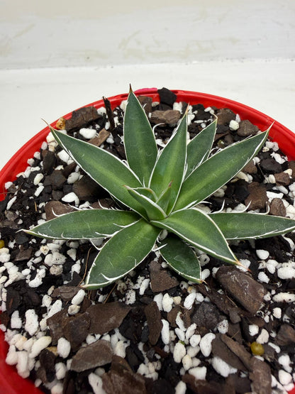 Agave schidigera White Stripe