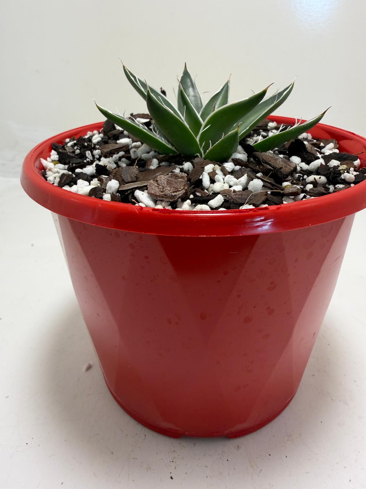 Agave schidigera White Stripe
