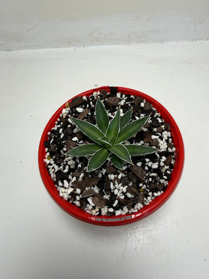 Agave schidigera White Stripe