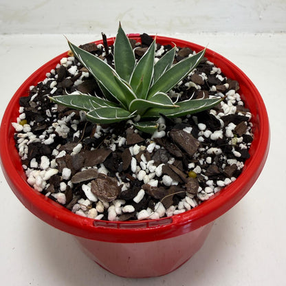 Agave schidigera White Stripe
