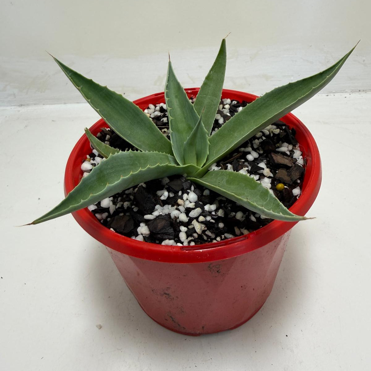 Agave ovatifolia Giant 130mm | Architectural Succulent