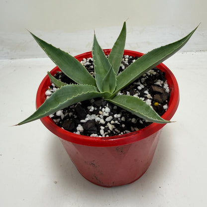 Agave ovatifolia Giant 130mm | Architectural Succulent