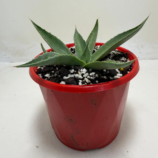 Agave ovatifolia Giant 130mm | Architectural Succulent