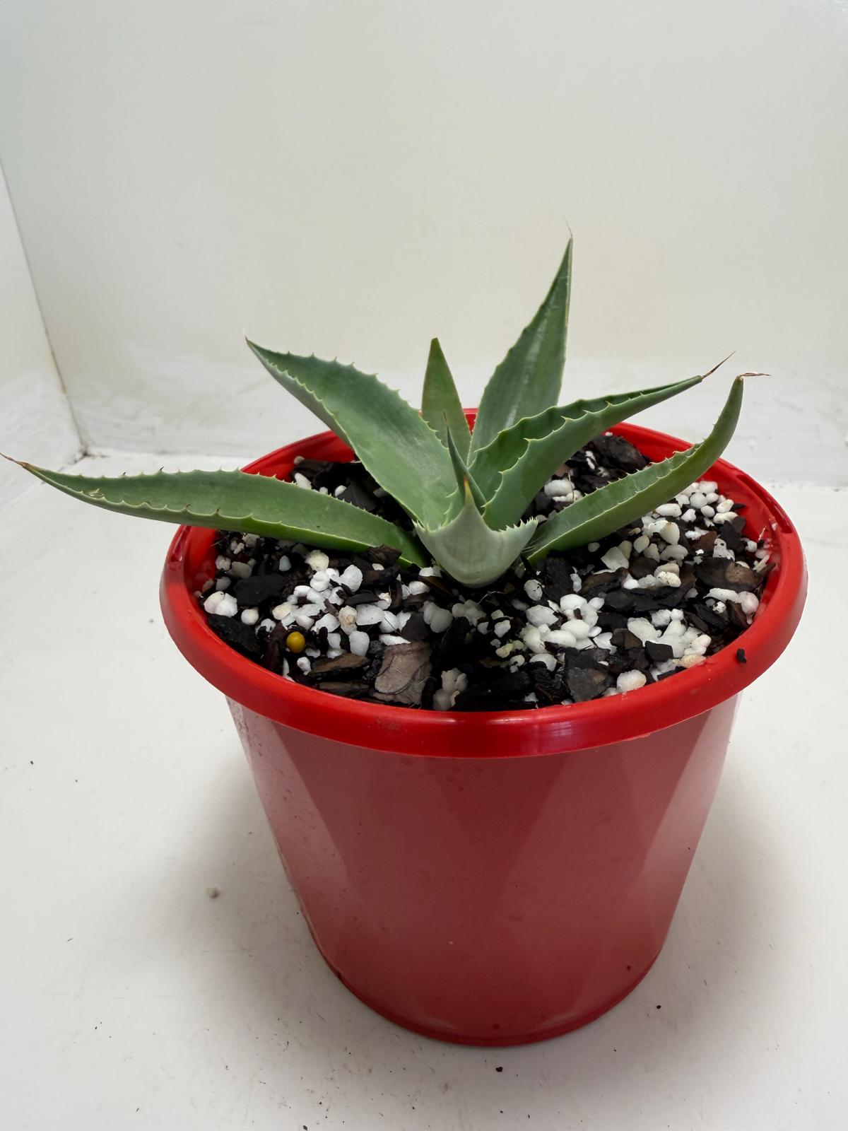 Agave ovatifolia Giant 130mm | Architectural Succulent