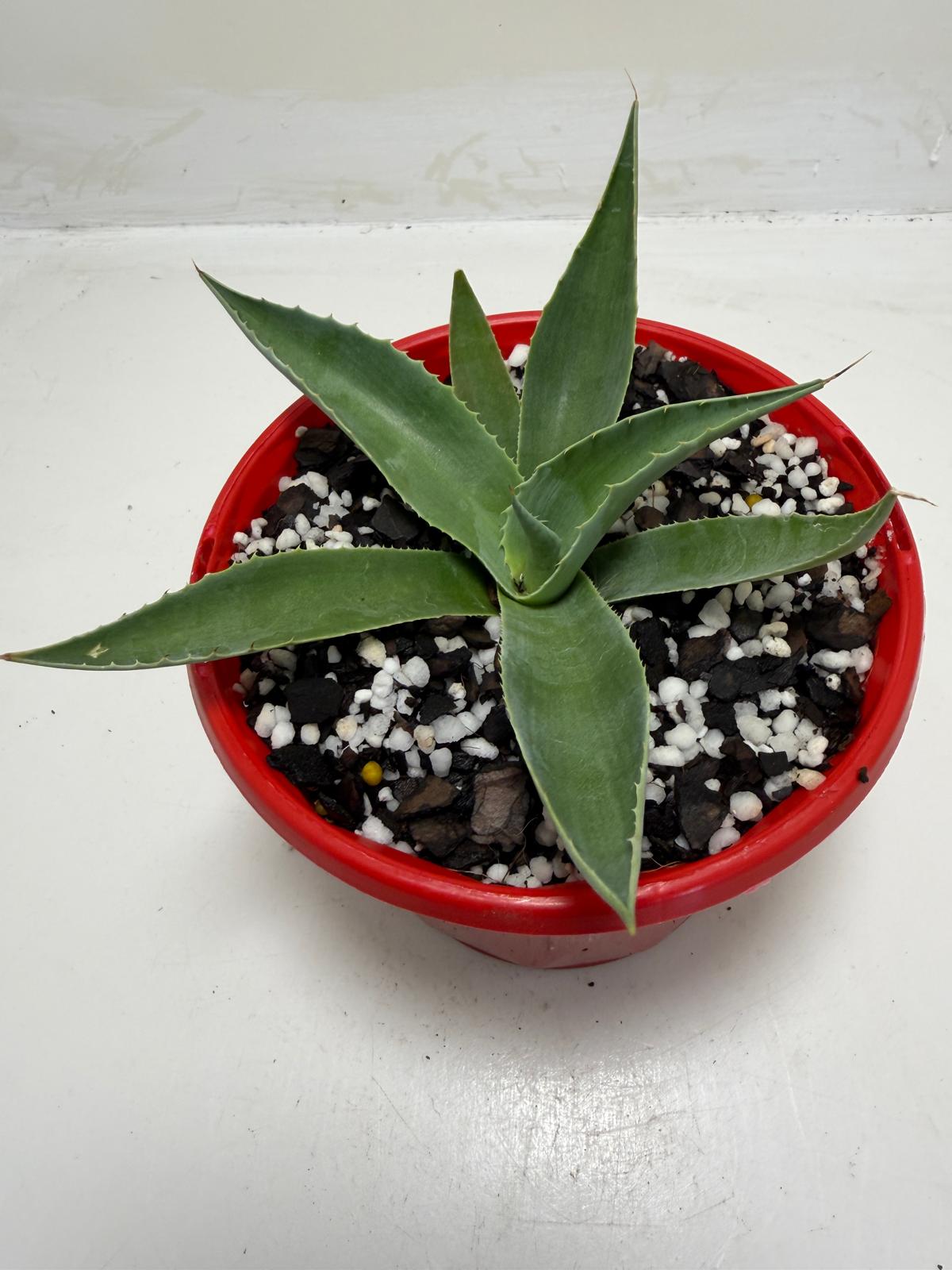 Agave ovatifolia Giant 130mm | Architectural Succulent