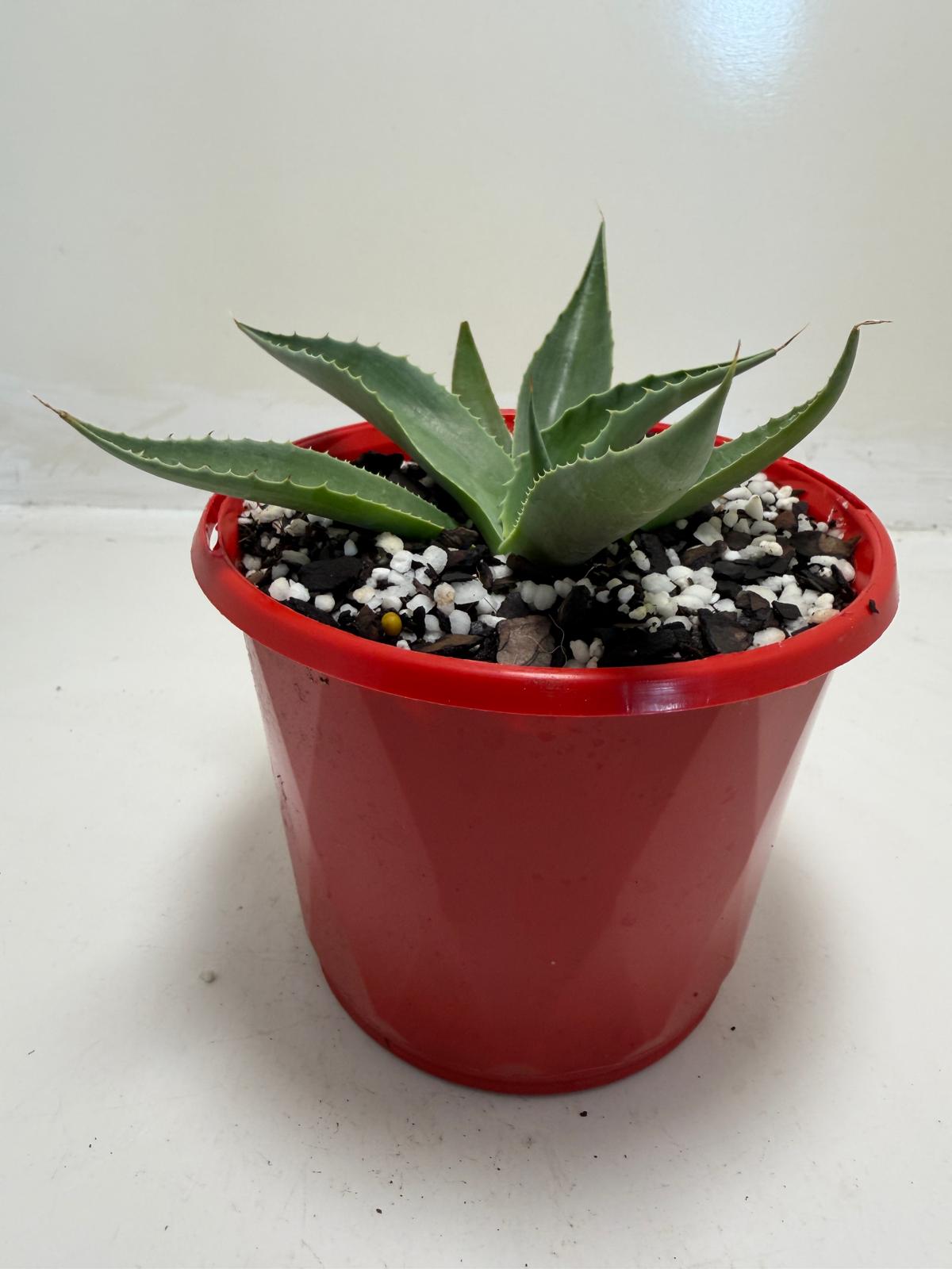 Agave ovatifolia Giant 130mm | Architectural Succulent