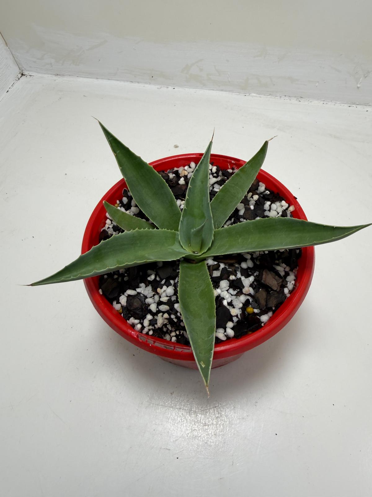 Agave ovatifolia Giant 130mm | Architectural Succulent