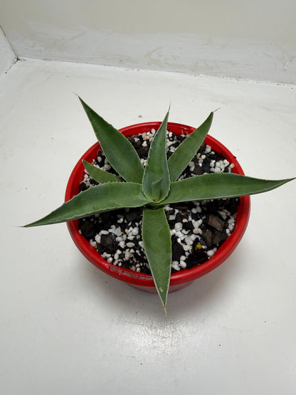 Agave ovatifolia Giant 130mm | Architectural Succulent