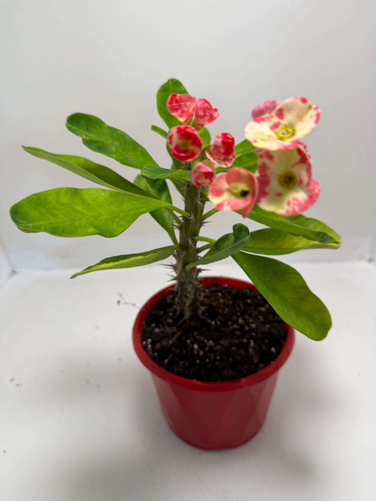 Buy Euphorbia milli Variegated | Easy Care Houseplant #901