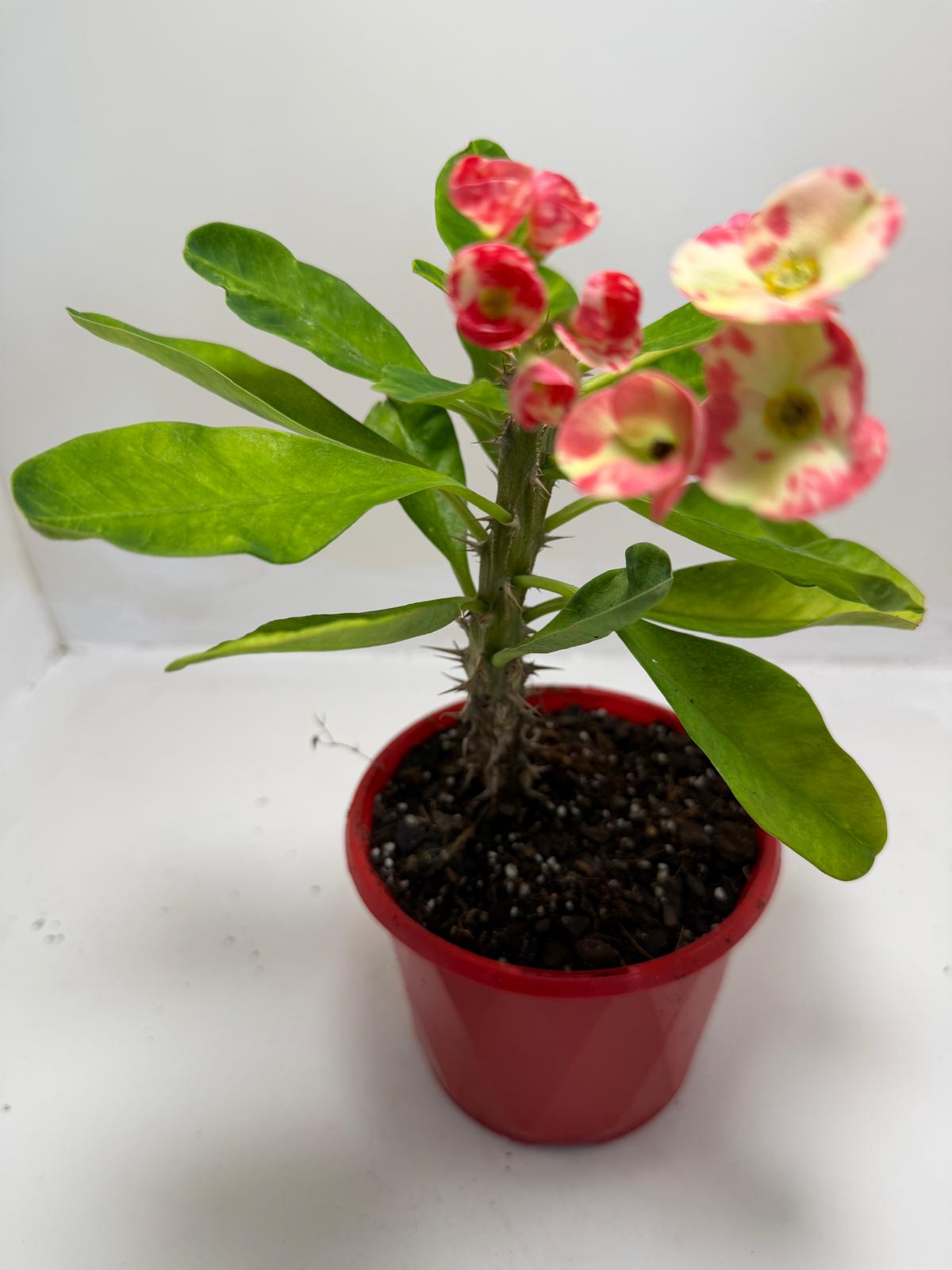 Buy Euphorbia milli Variegated | Easy Care Houseplant #901