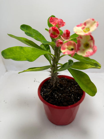 Buy Euphorbia milli Variegated | Easy Care Houseplant #901