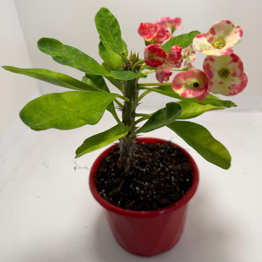 Buy Euphorbia milli Variegated | Easy Care Houseplant #901