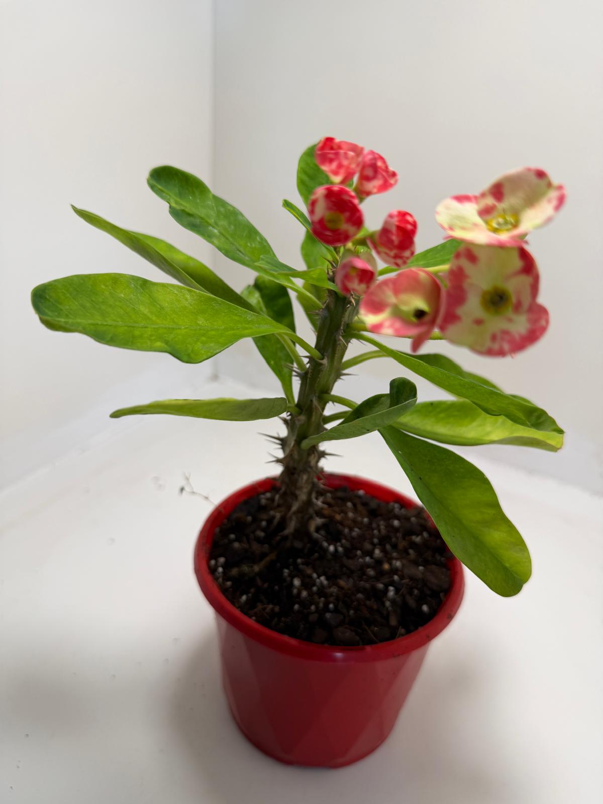 Buy Euphorbia milli Variegated | Easy Care Houseplant #901