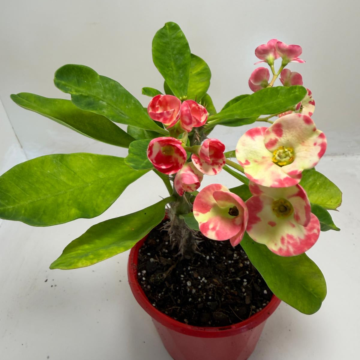 Buy Euphorbia milli Variegated | Easy Care Houseplant #901