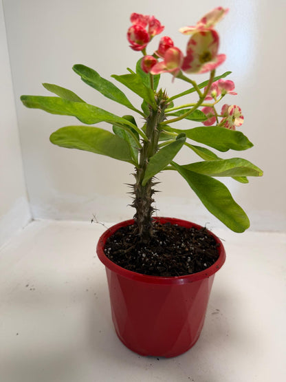 Buy Euphorbia milli Variegated | Easy Care Houseplant #901