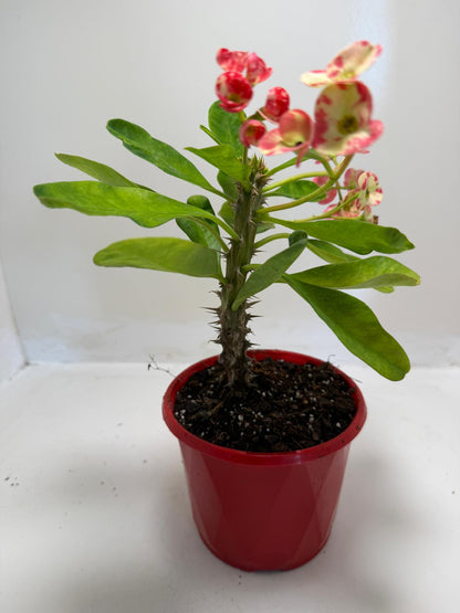 Buy Euphorbia milli Variegated | Easy Care Houseplant #901