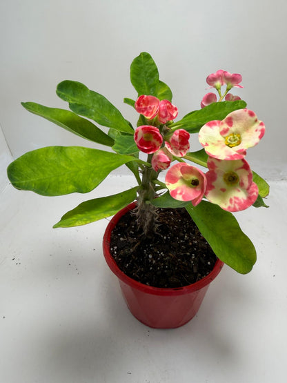 Buy Euphorbia milli Variegated | Easy Care Houseplant #901