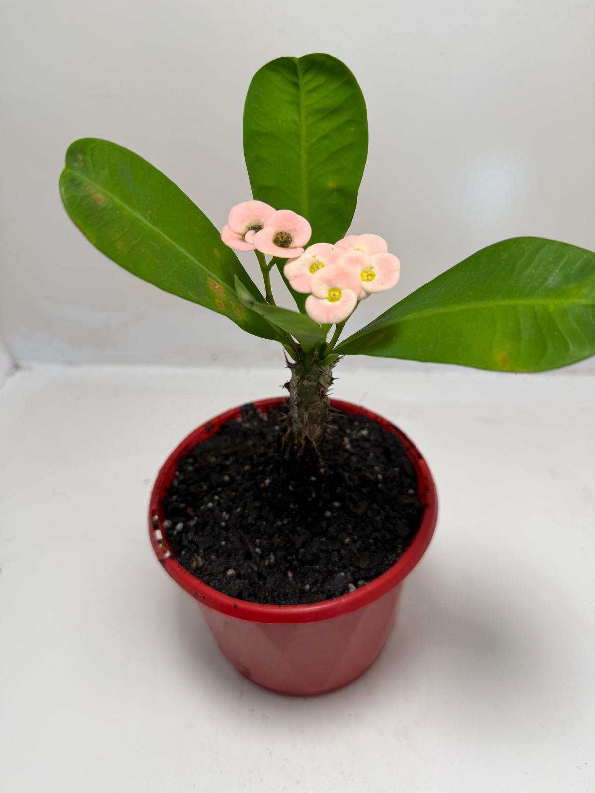 Buy Euphorbia Soft Pink | Easy Care Houseplant