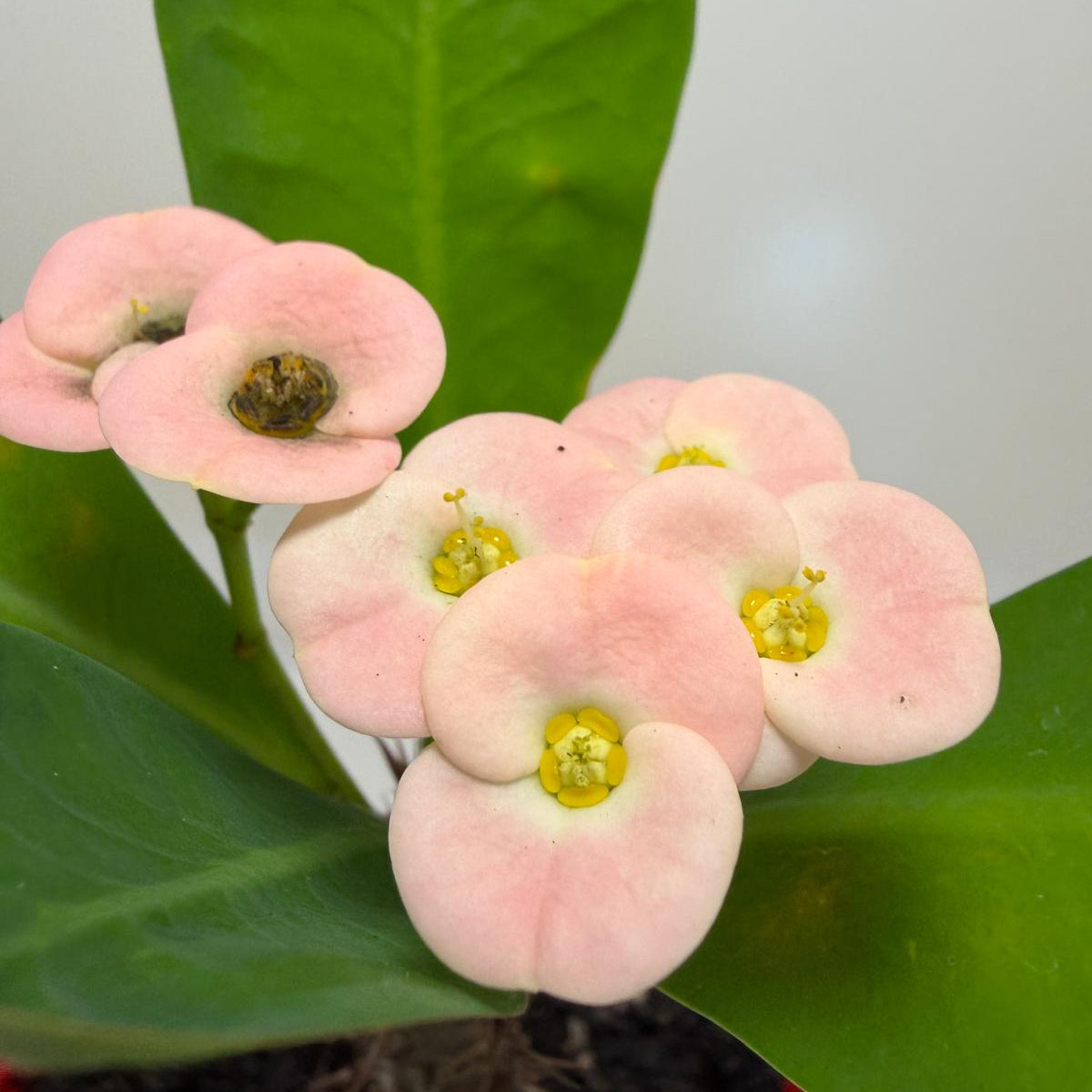 Buy Euphorbia Soft Pink | Easy Care Houseplant