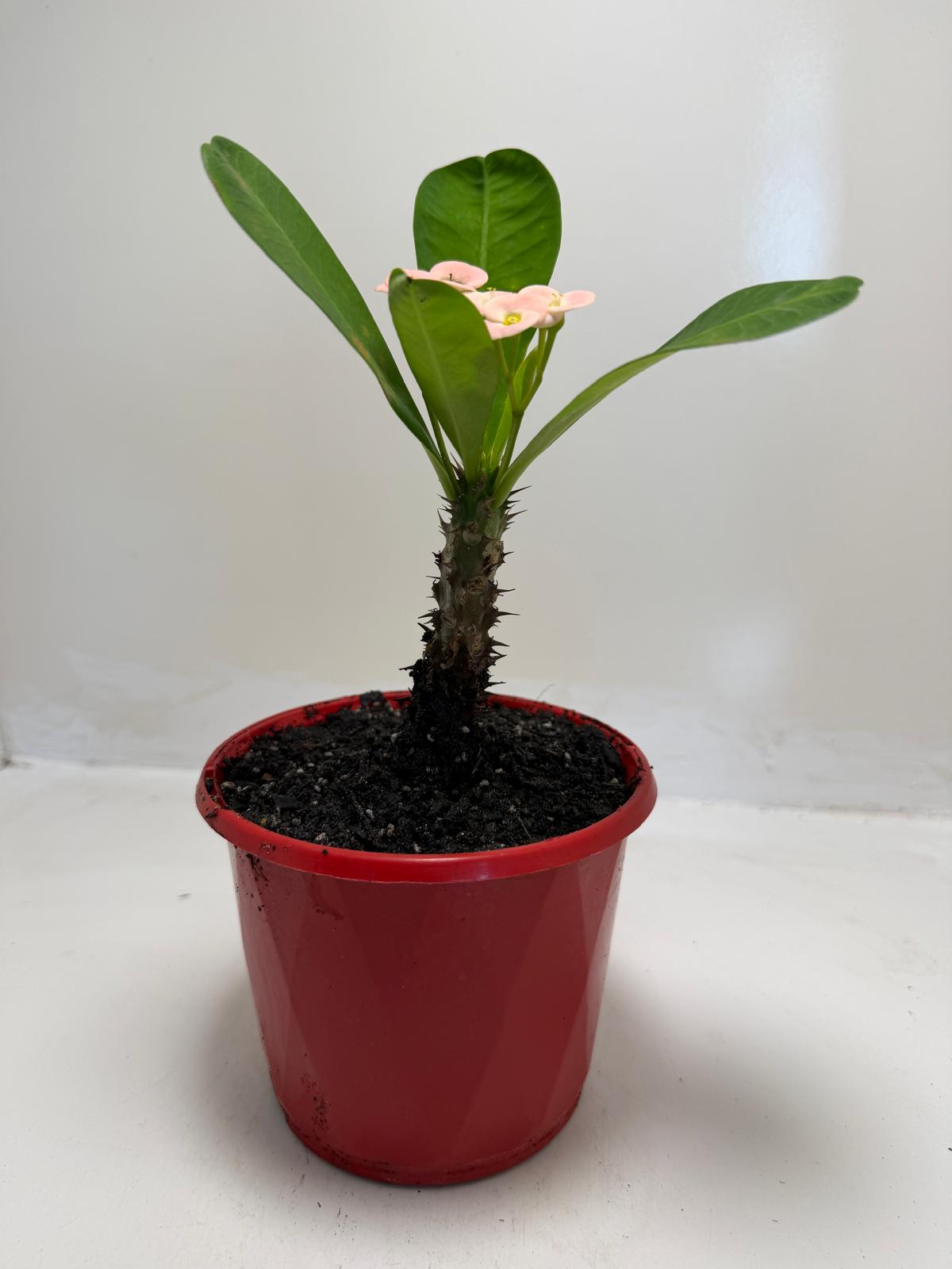 Buy Euphorbia Soft Pink | Easy Care Houseplant