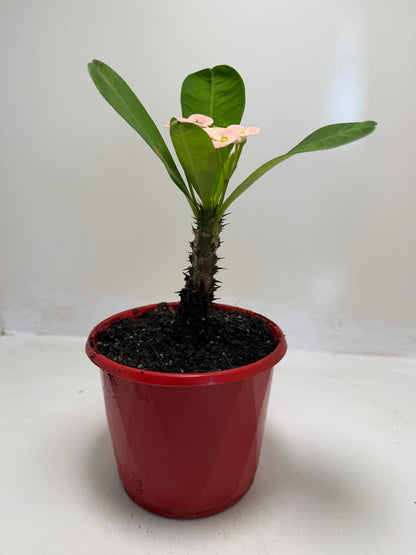 Buy Euphorbia Soft Pink | Easy Care Houseplant