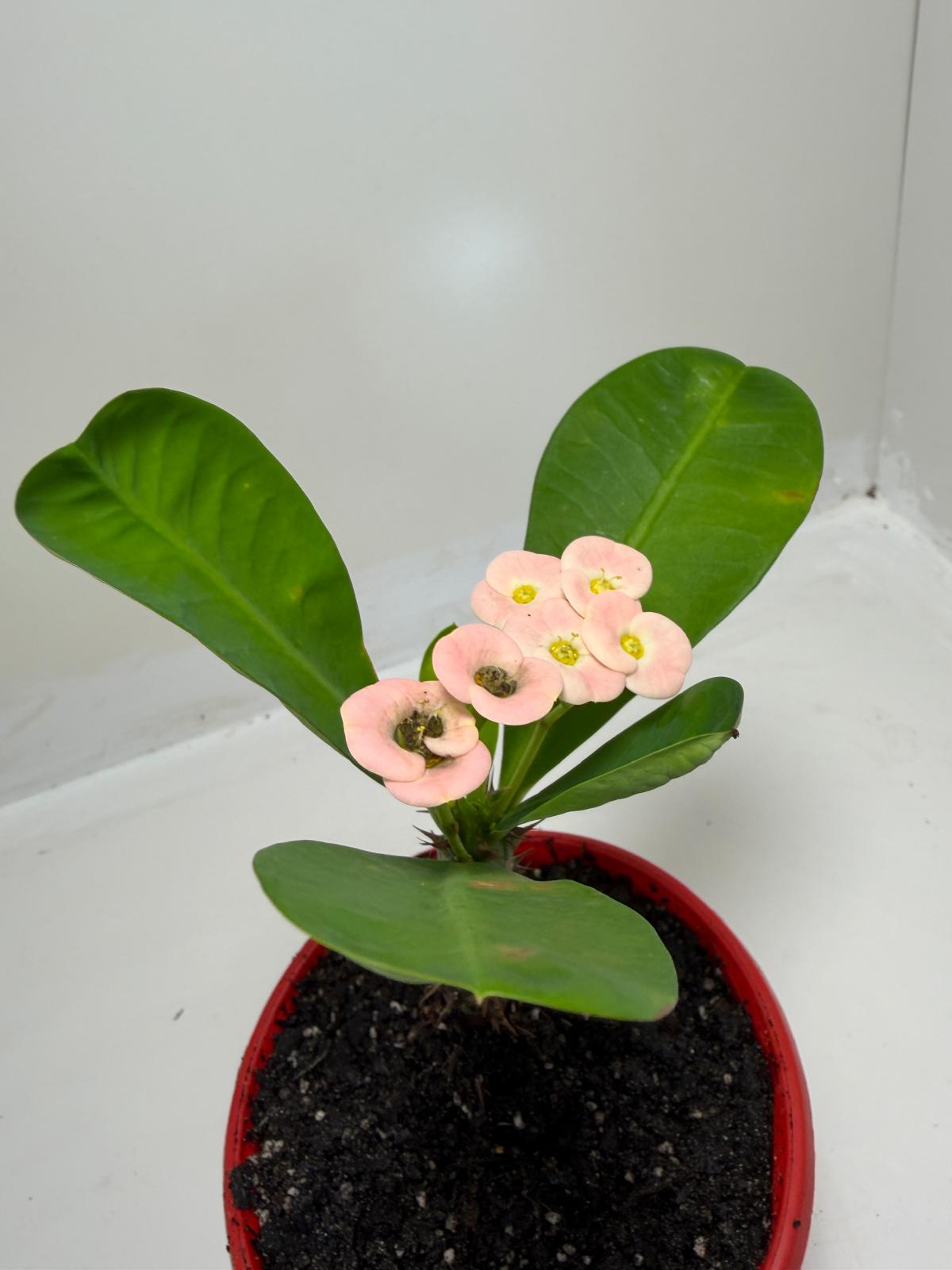 Buy Euphorbia Soft Pink | Easy Care Houseplant