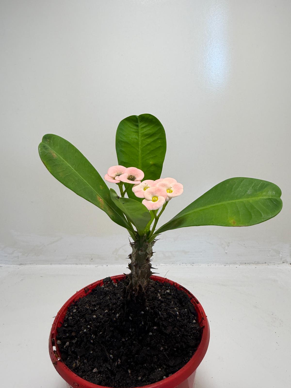 Buy Euphorbia Soft Pink | Easy Care Houseplant