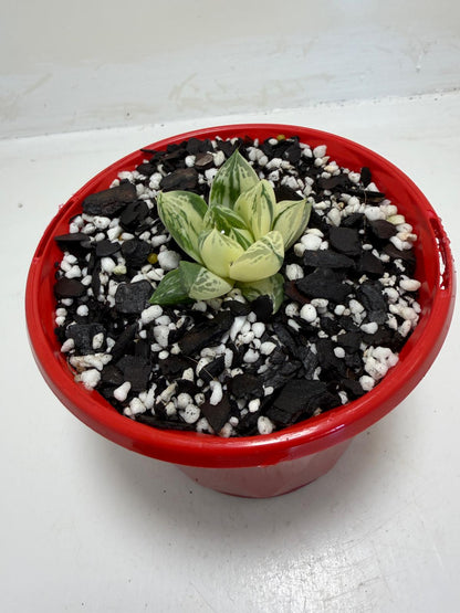 Haworthia cuspidata variegated plant | 130mm pot