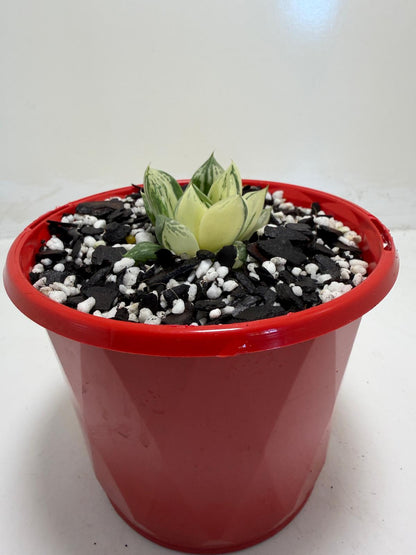 Haworthia cuspidata variegated plant | 130mm pot