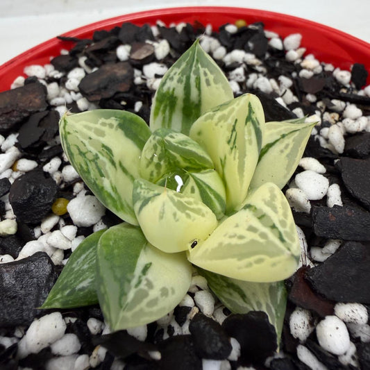 Haworthia cuspidata variegated plant | 130mm pot