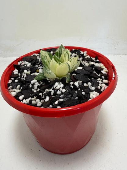 Haworthia cuspidata variegated plant | 130mm pot