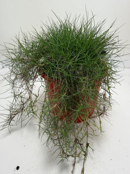 No Mow Grass