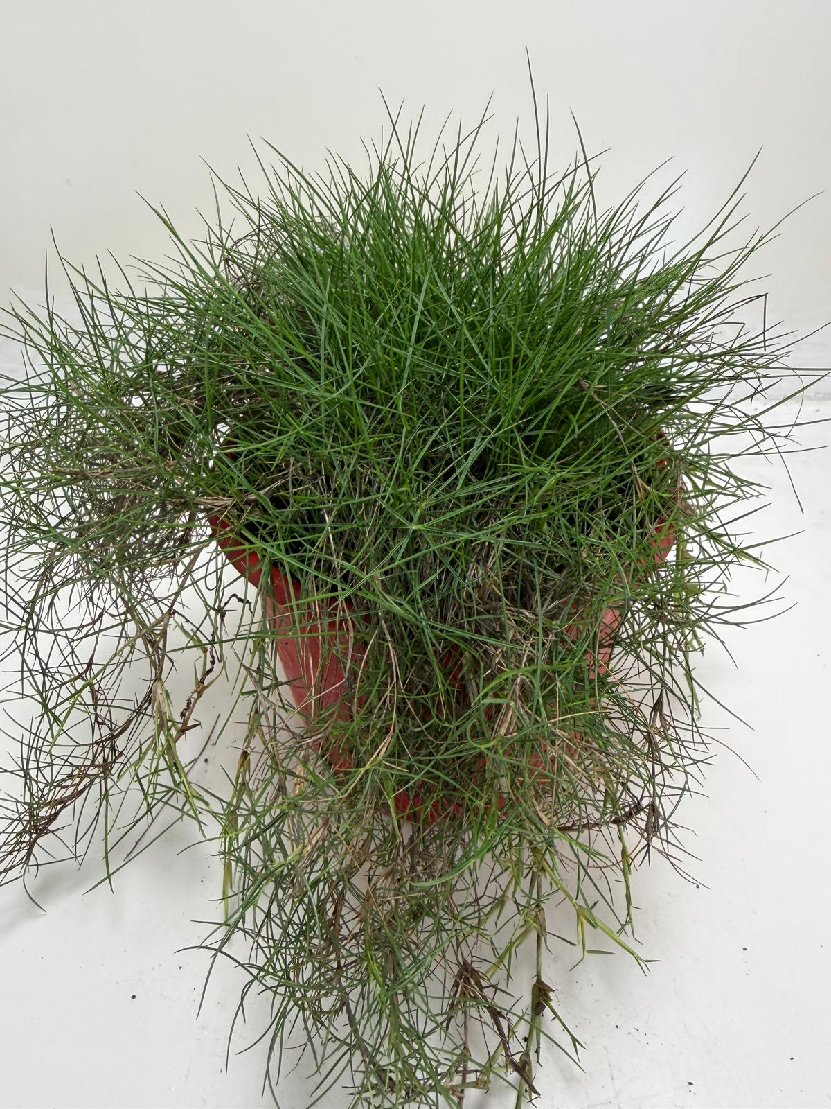 No Mow Grass