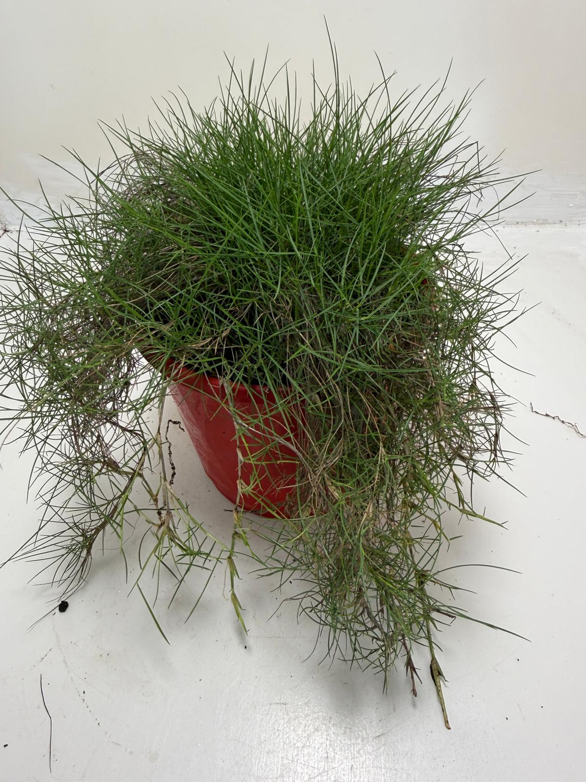 No Mow Grass