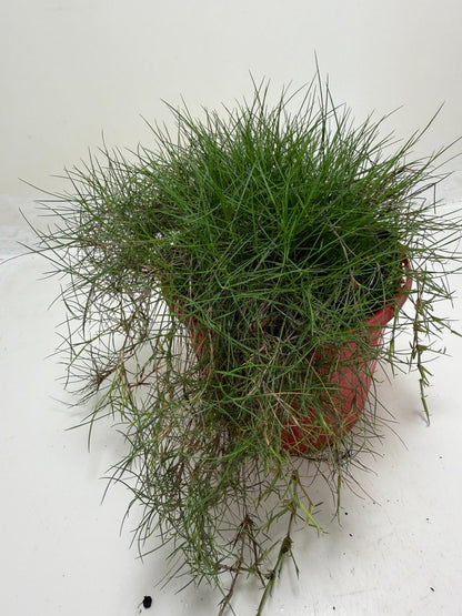 No Mow Grass
