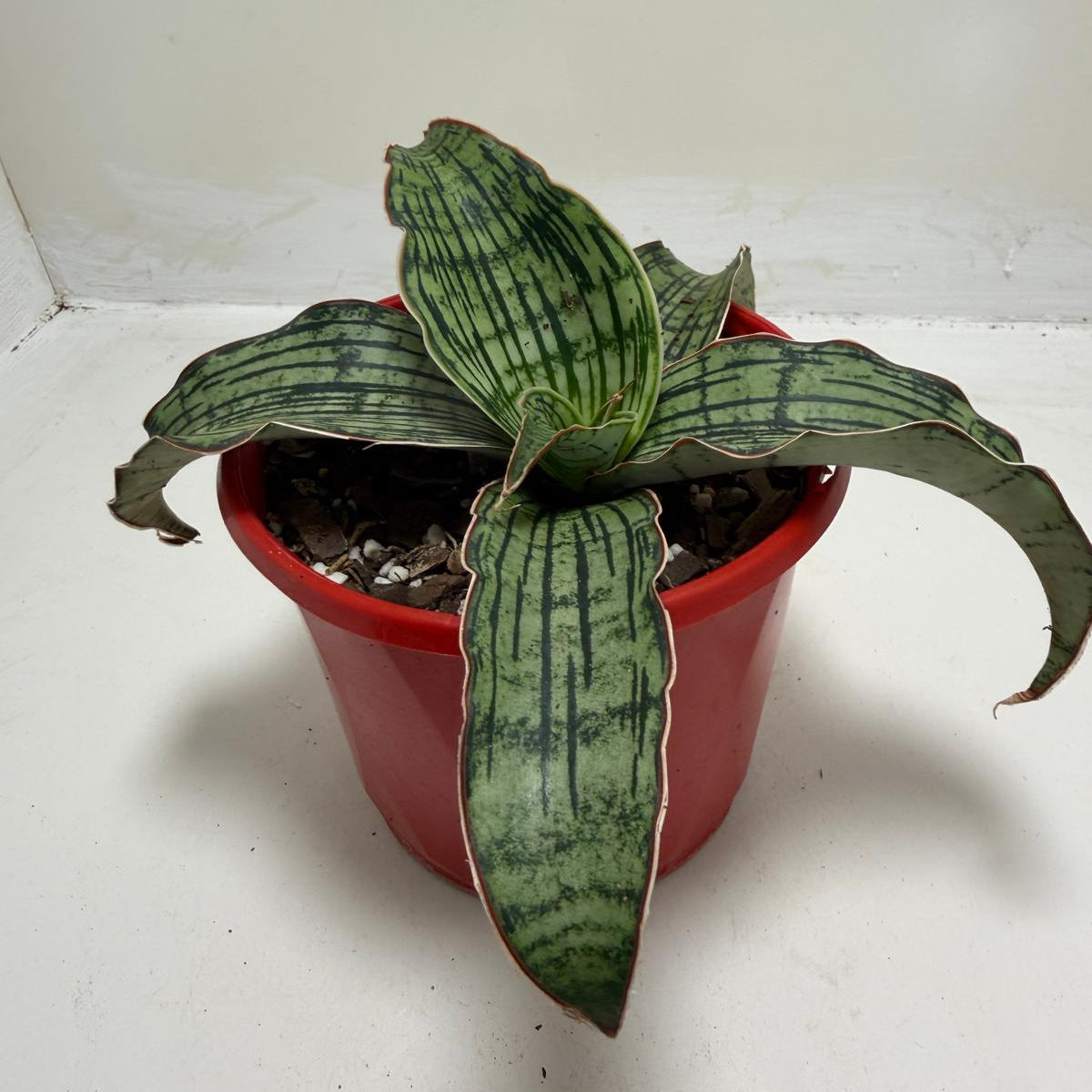 Buy Sansevieria Cleopatra | Easy Care Houseplant