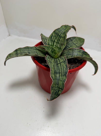 Buy Sansevieria Cleopatra | Easy Care Houseplant